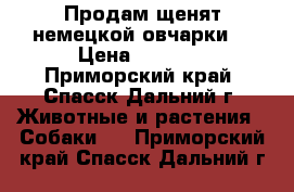 Продам щенят немецкой овчарки  › Цена ­ 2 500 - Приморский край, Спасск-Дальний г. Животные и растения » Собаки   . Приморский край,Спасск-Дальний г.